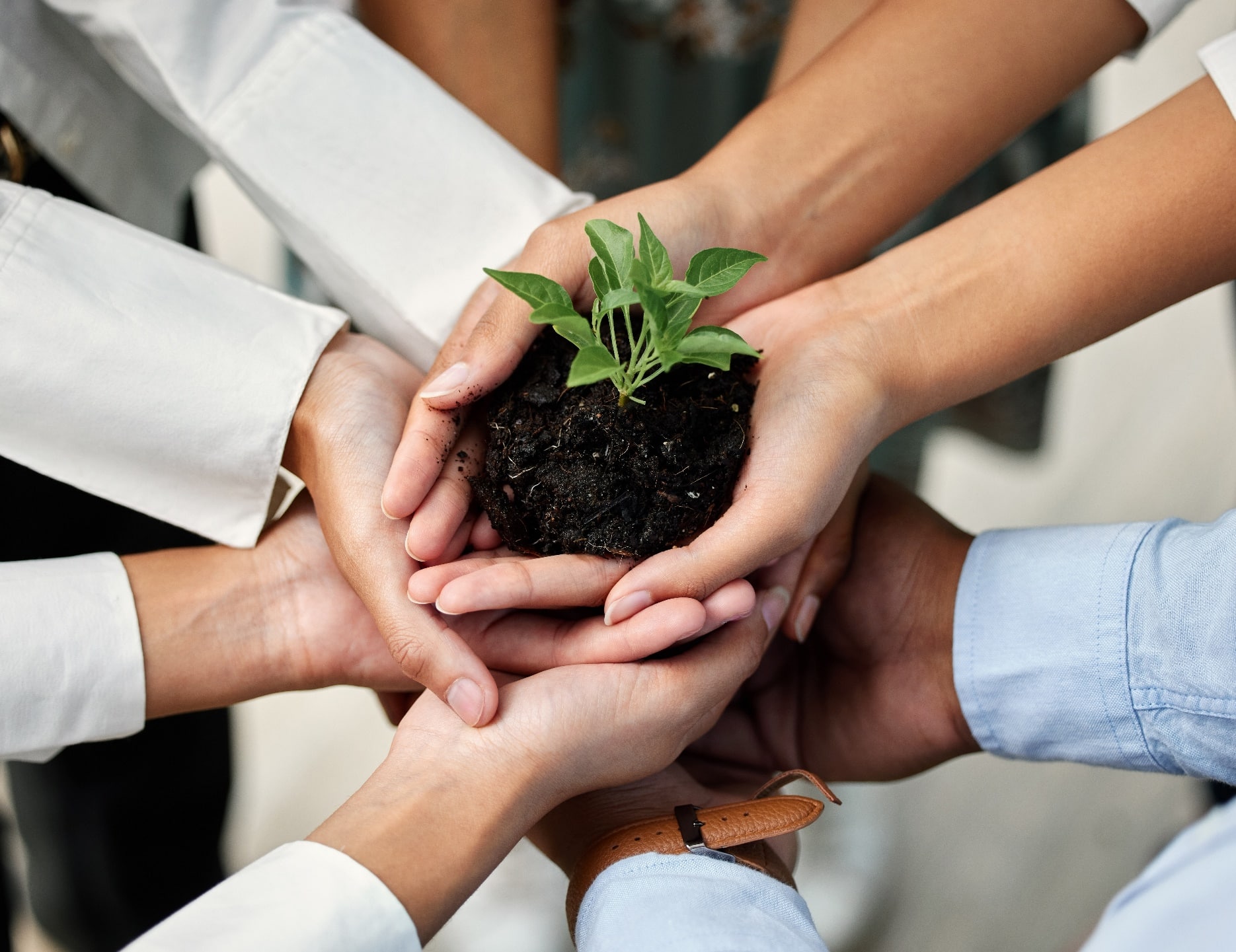 Hands holding a sapling plant depicting lead nurturing